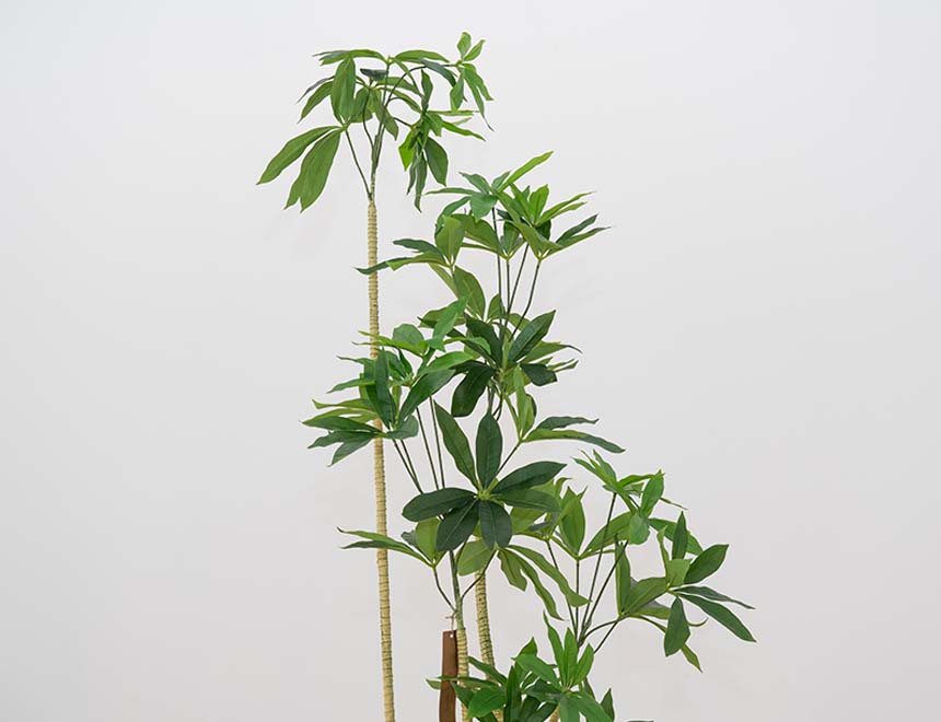 PLANTA PACHIRA 2 210 WEB