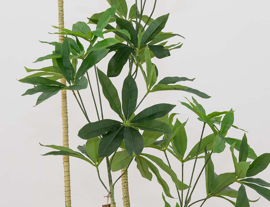 PLANTA PACHIRA 3 210 WEB
