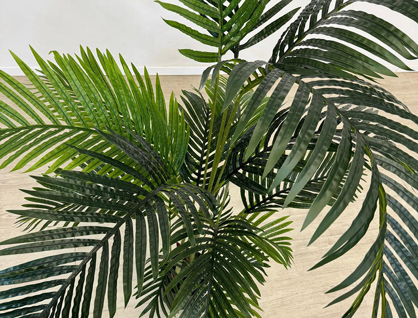 planta Areca 1 aún mas chica