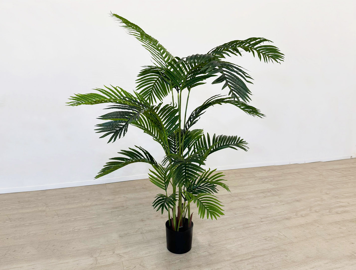 planta Areca