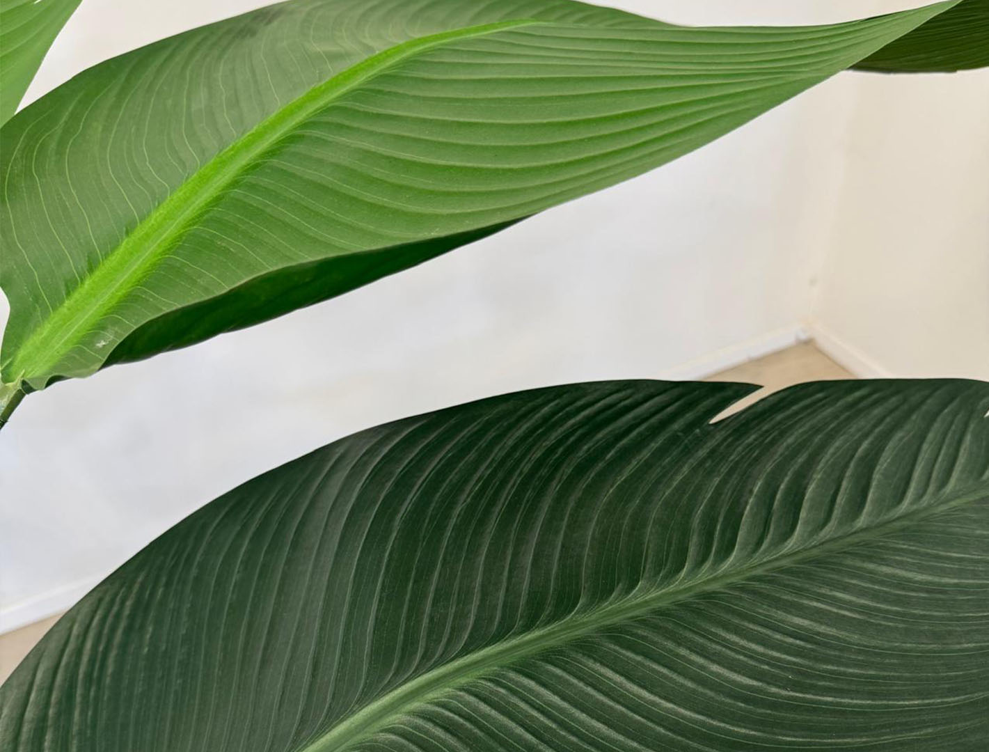 planta stelizia 1
