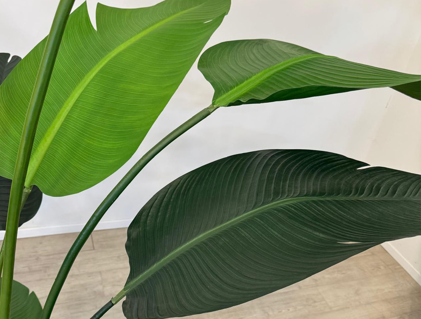 planta stelizia 2