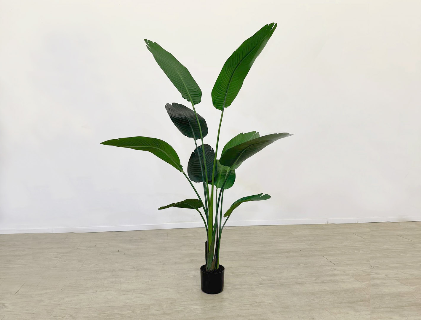 planta stelizia